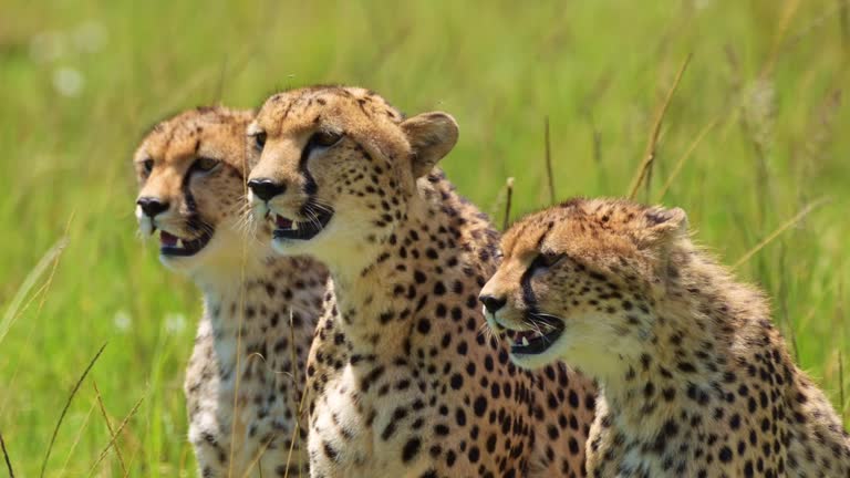 Thumbnail of a wildlife shot